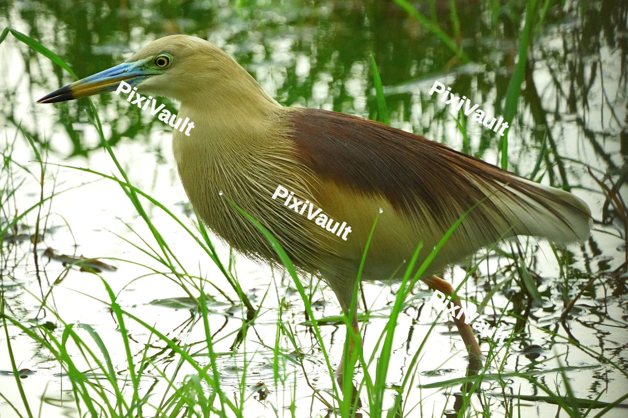 Squacco Heron Bird